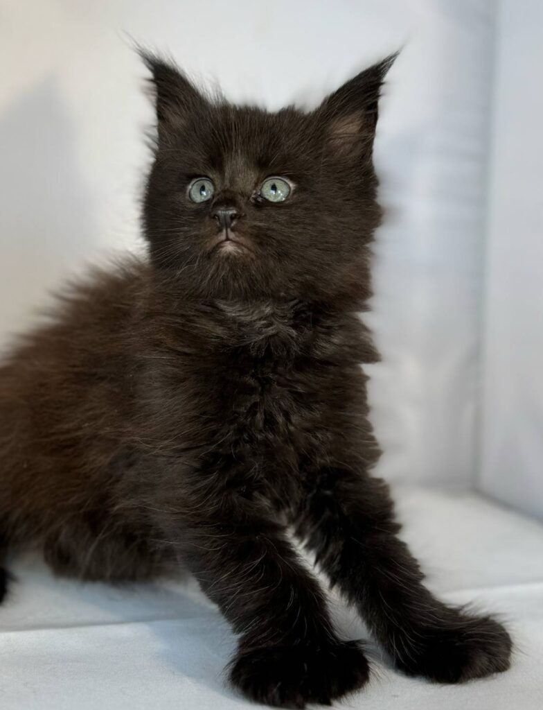 Polydactyl Maine Coon Kitten
