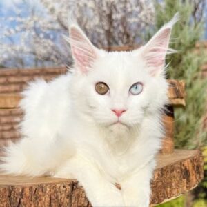 Tiara-Female