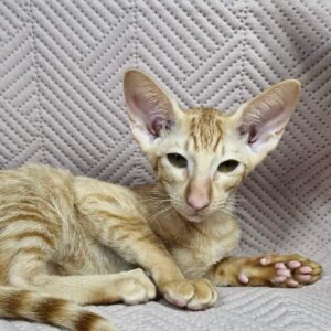 Vesnushka-Female