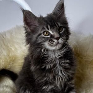 Afina-Female