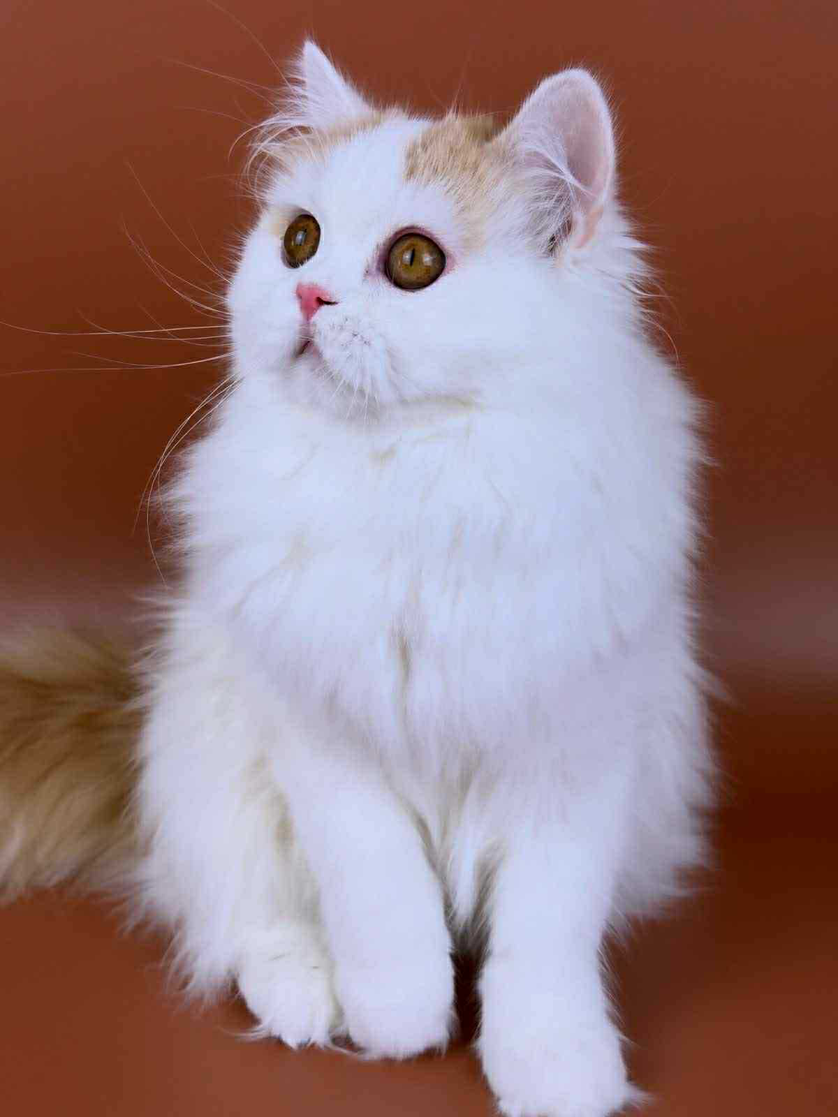 Clim-Male - Image 14