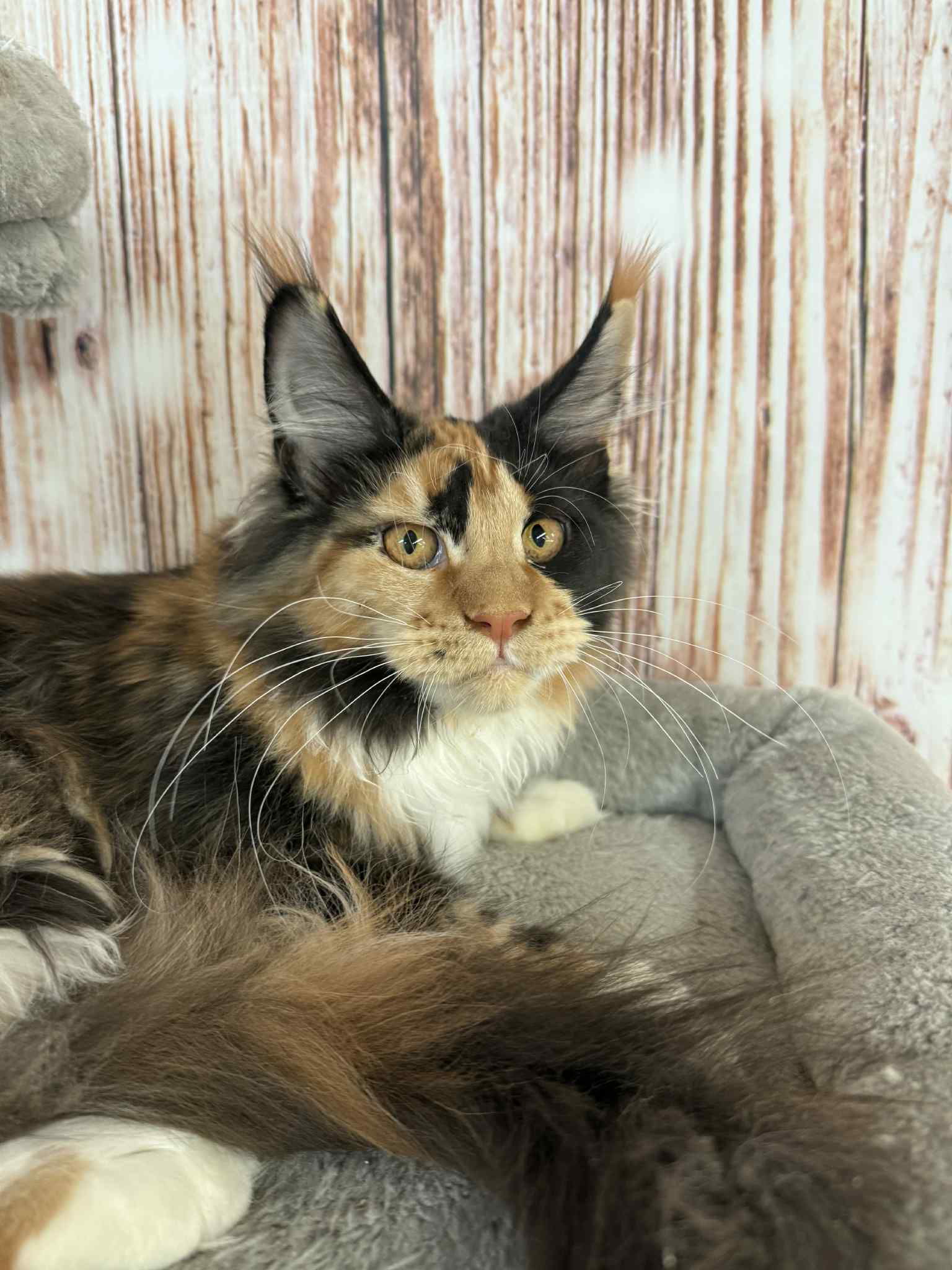 Soledad-Female - Image 12