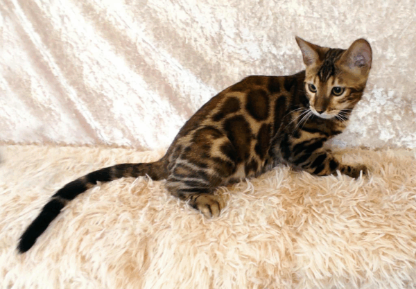 Gilbert-Male - Image 13