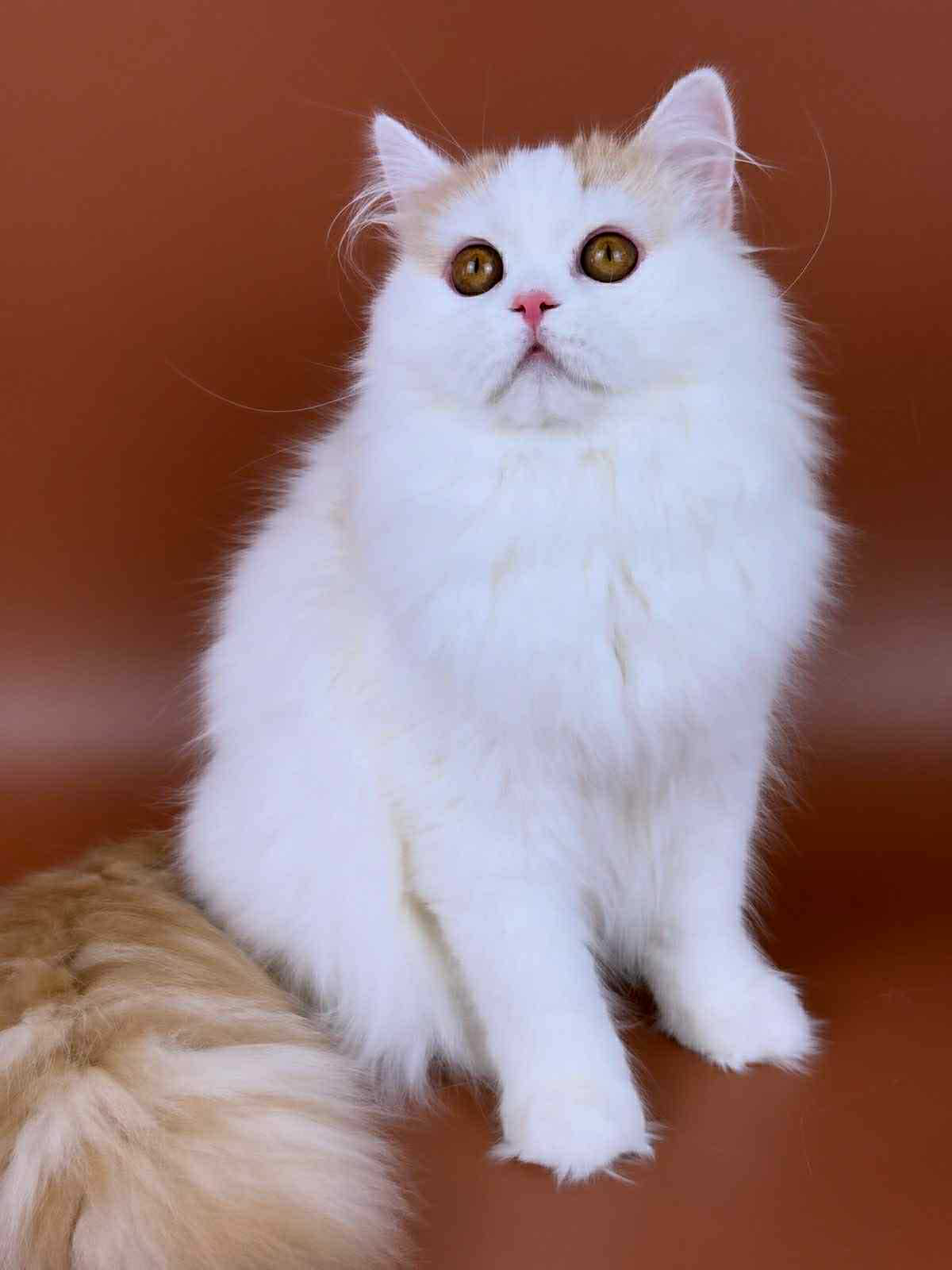 Clim-Male - Image 16