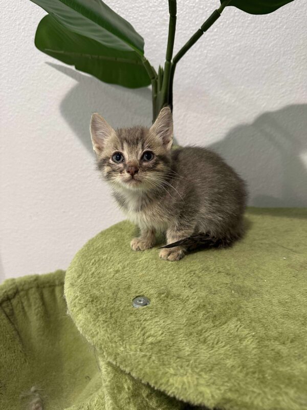 Domestic Shorthairs - Image 4