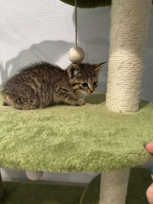 Domestic Shorthairs - Image 3