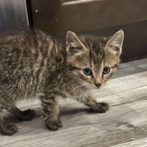 Domestic Shorthairs