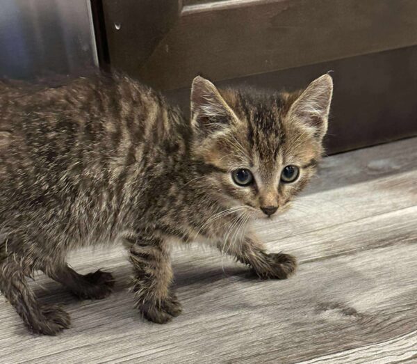 Domestic Shorthairs