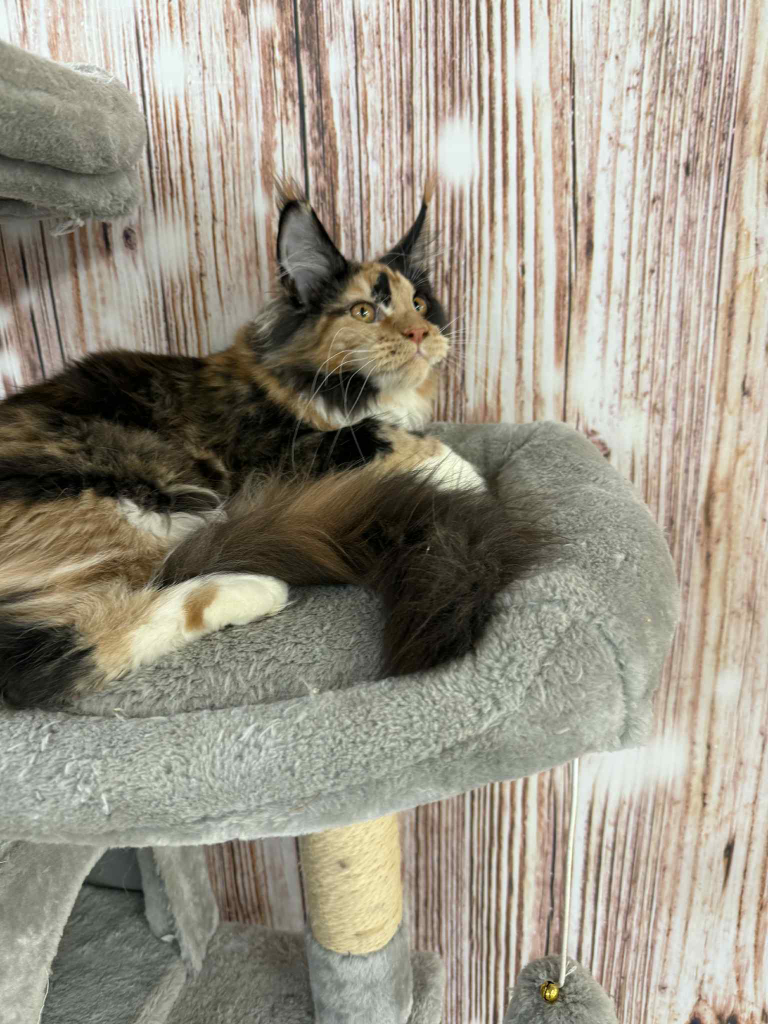 Soledad-Female - Image 9