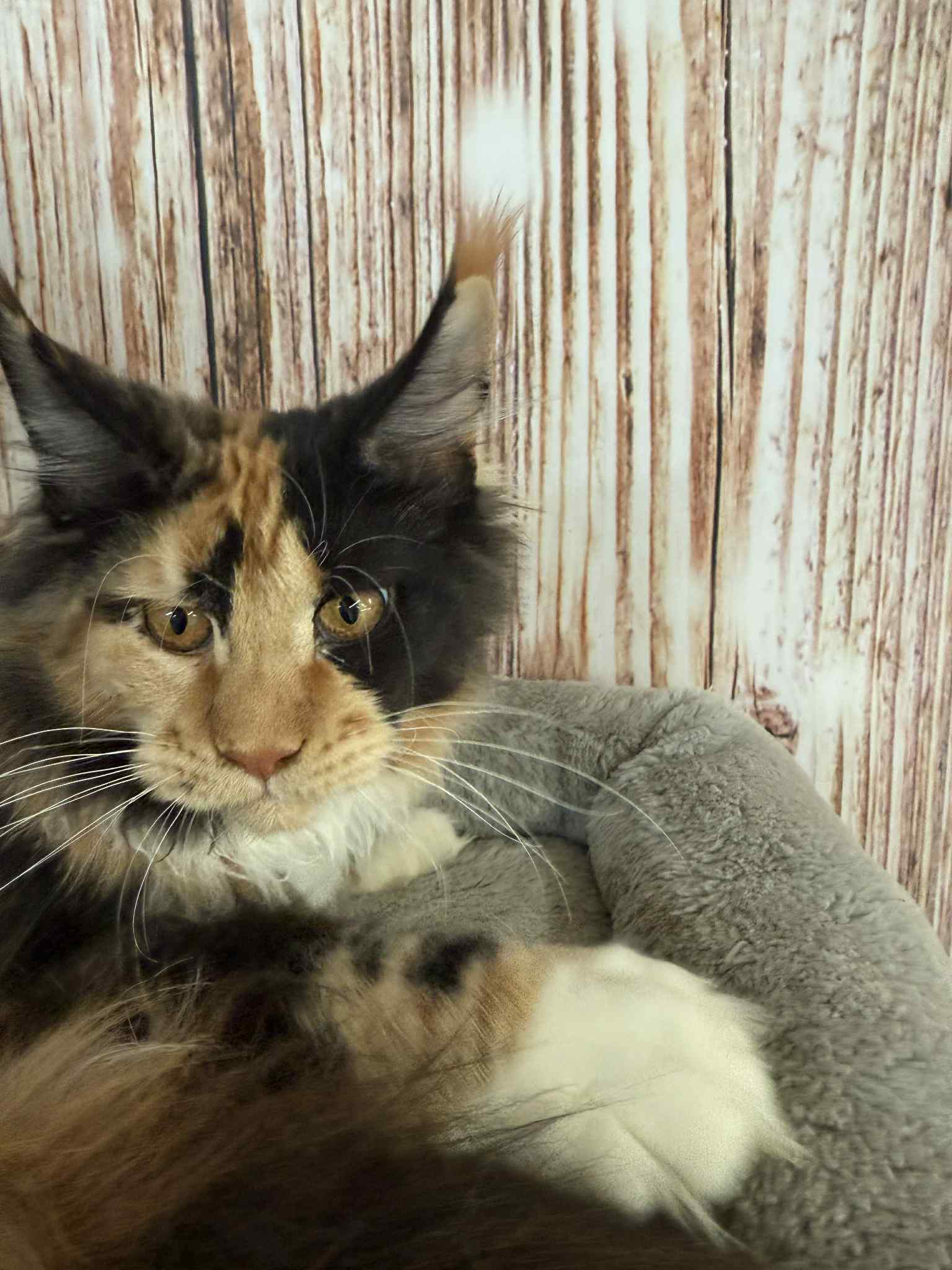 Soledad-Female - Image 10