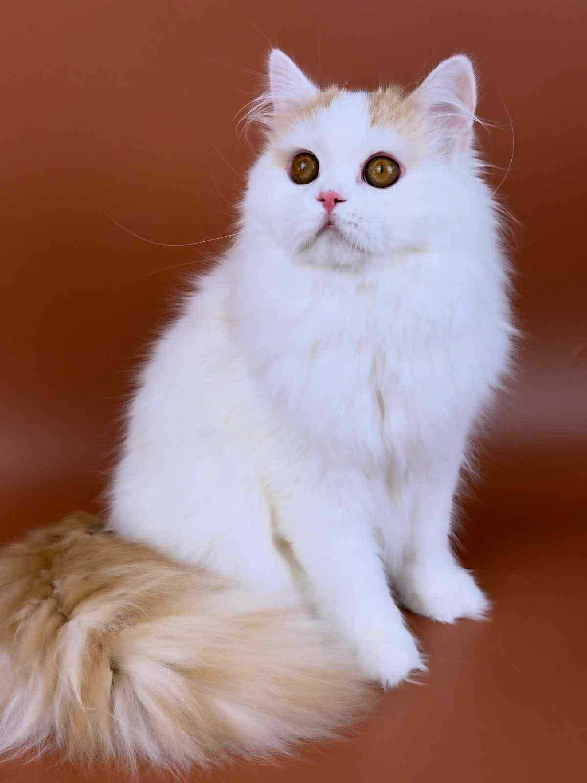 Clim-Male - Image 15