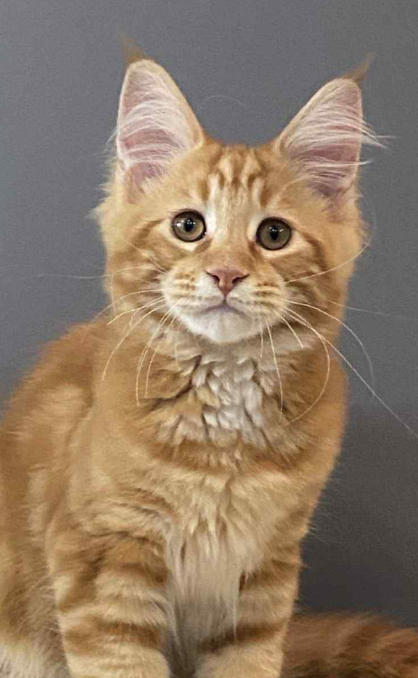 Marley-Male