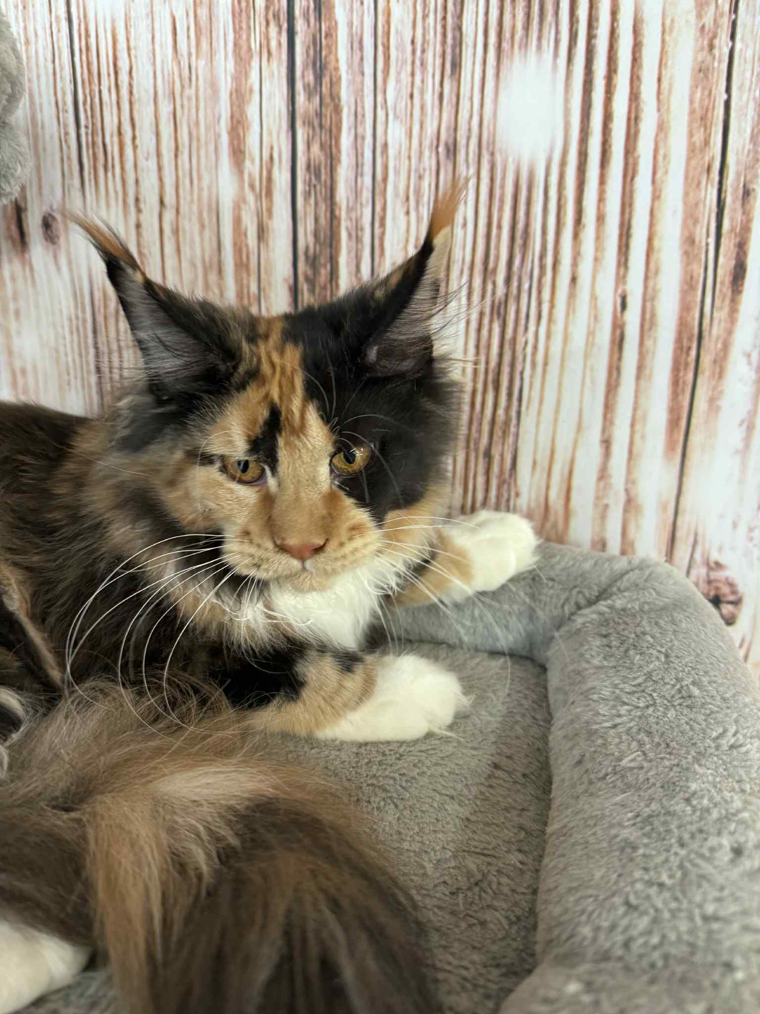 Soledad-Female - Image 2