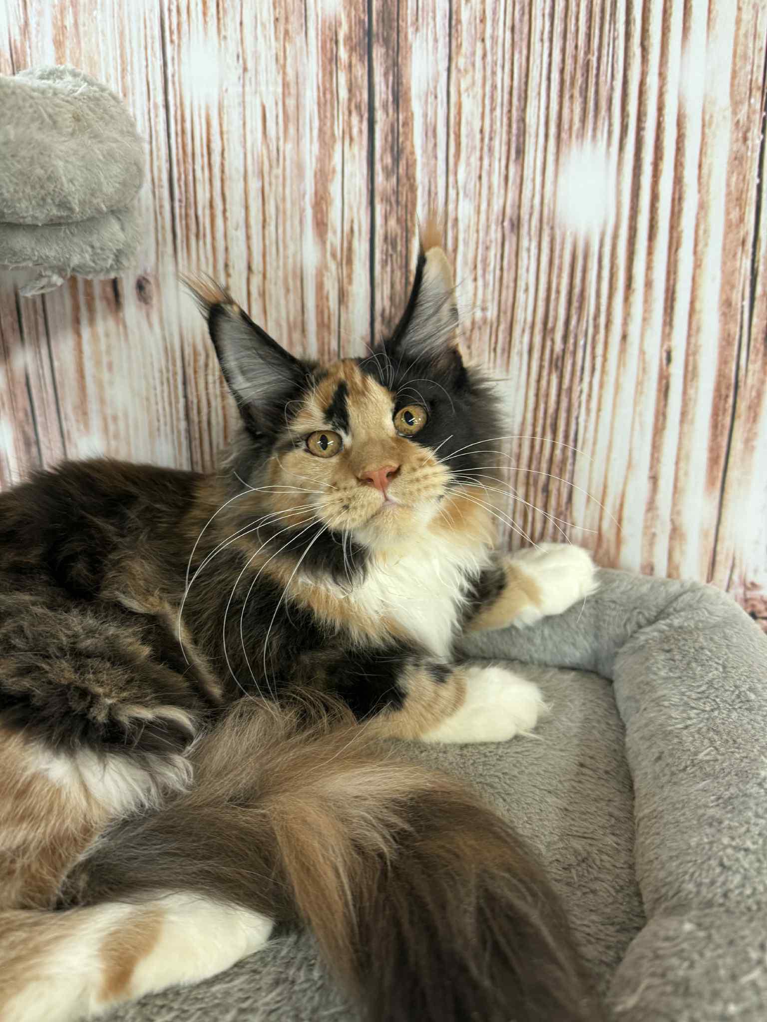 Soledad-Female - Image 6