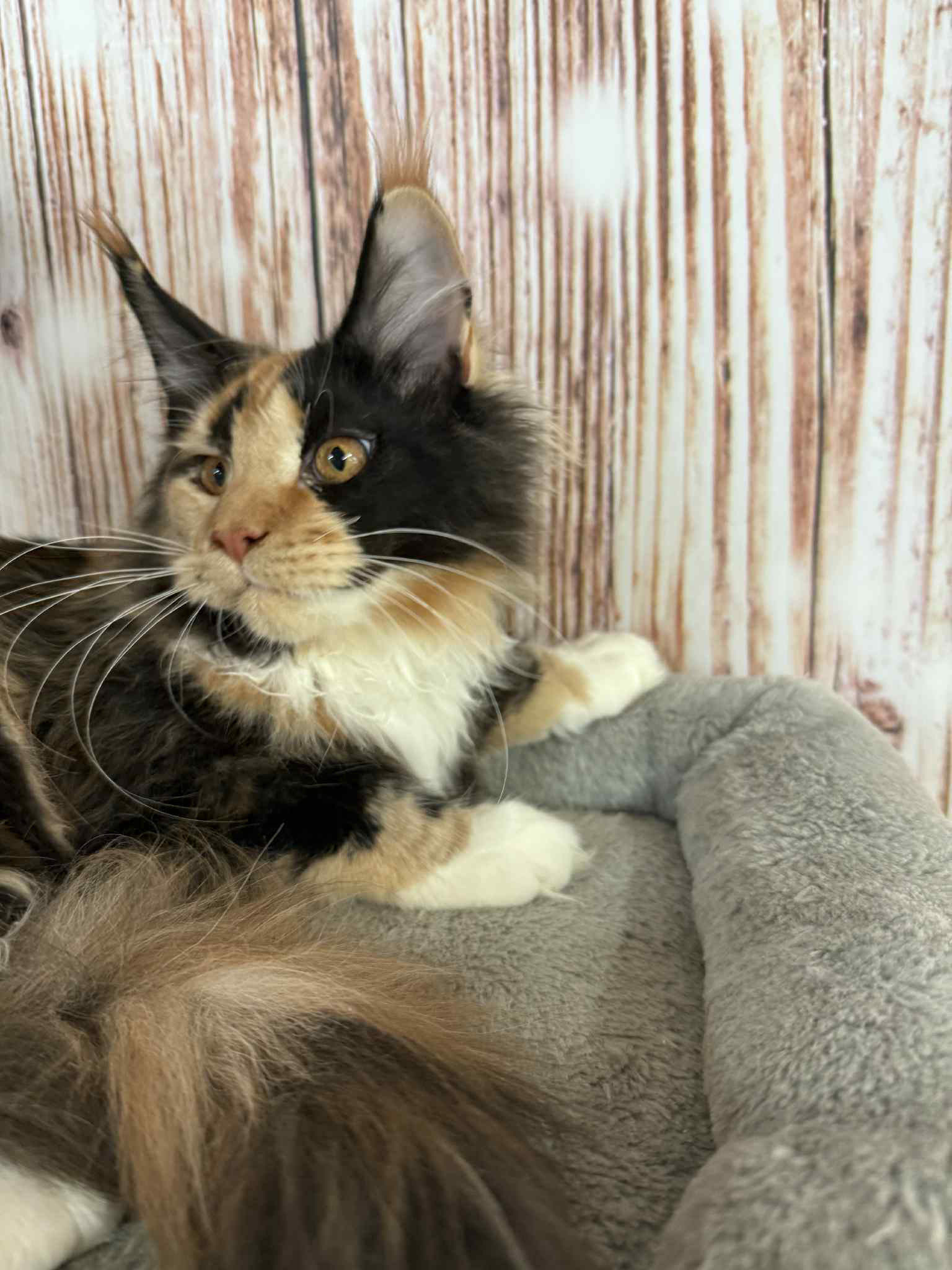 Soledad-Female - Image 3