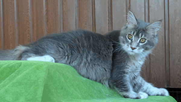 Vivien-Female - Image 6
