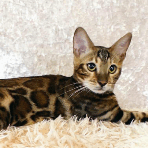 Gilbert-Male