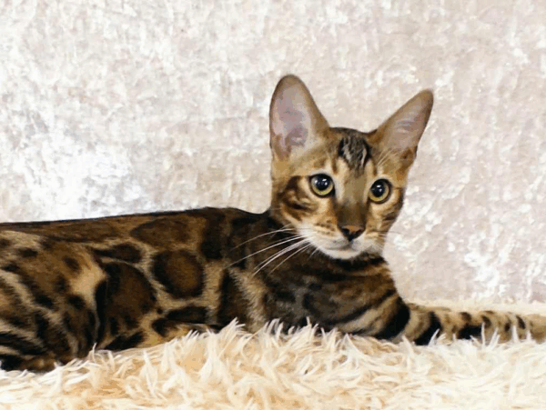 Gilbert-Male