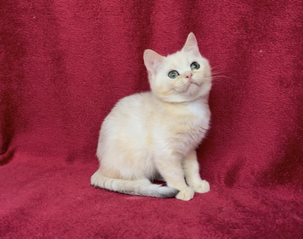 Coconut-Male - Image 4