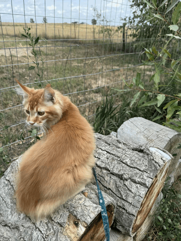 Silly-Male - Image 11