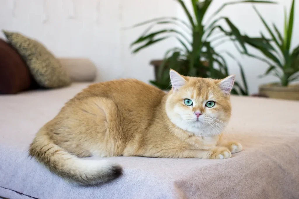 Breed British shorthair cat with green eyes