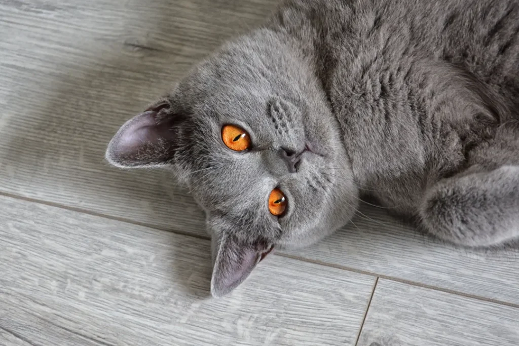 Portrait of a british shorthair cat with expressive orange eyes, that's laying on the floor.