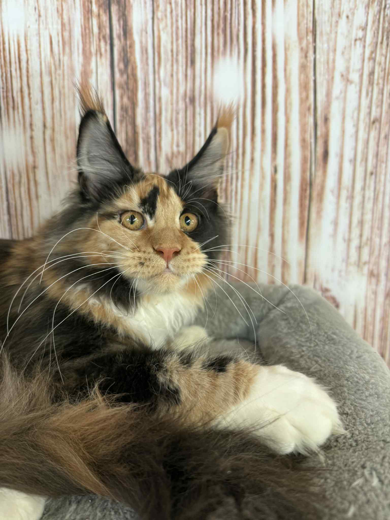 Soledad-Female - Image 11