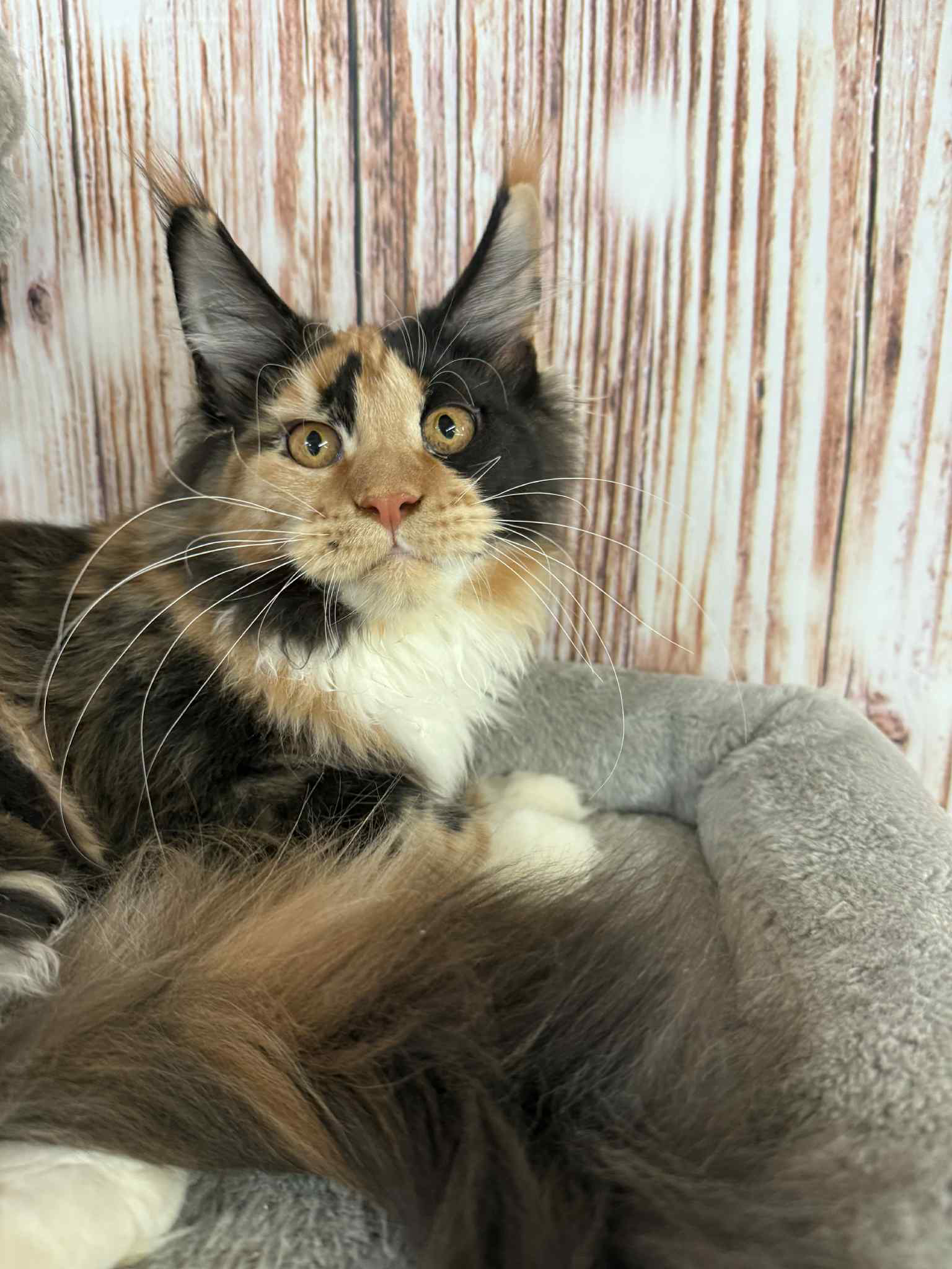 Soledad-Female - Image 7