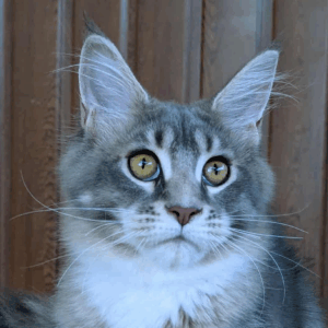 Vivien-Female
