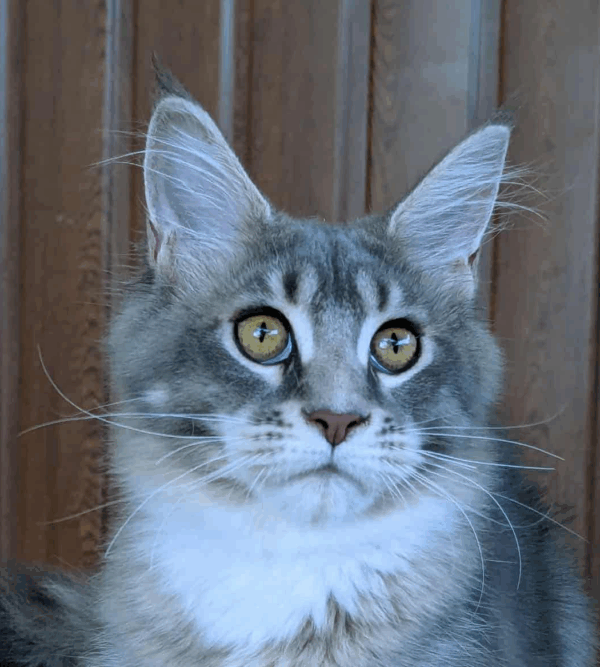 Vivien-Female