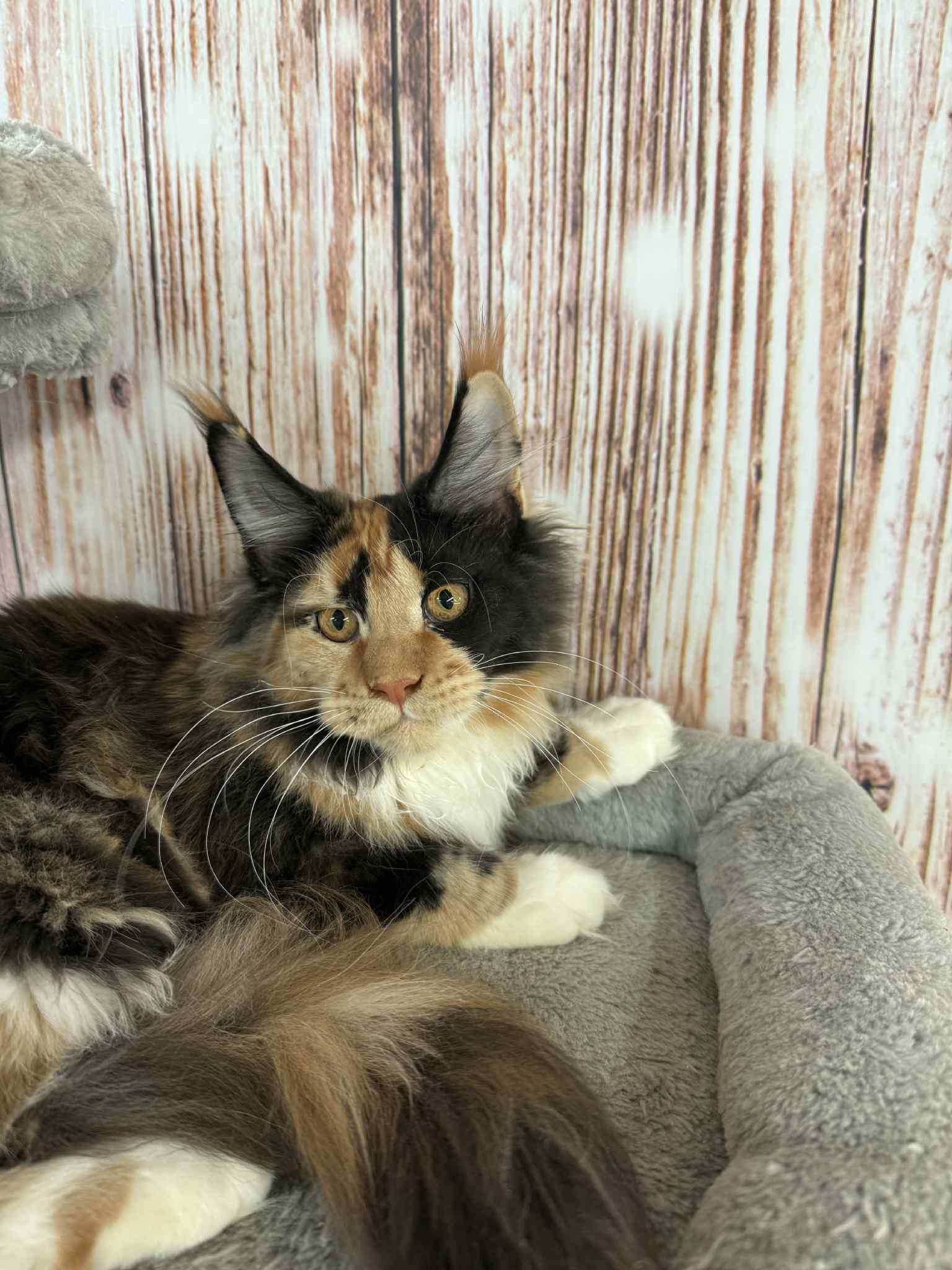 Soledad-Female - Image 5