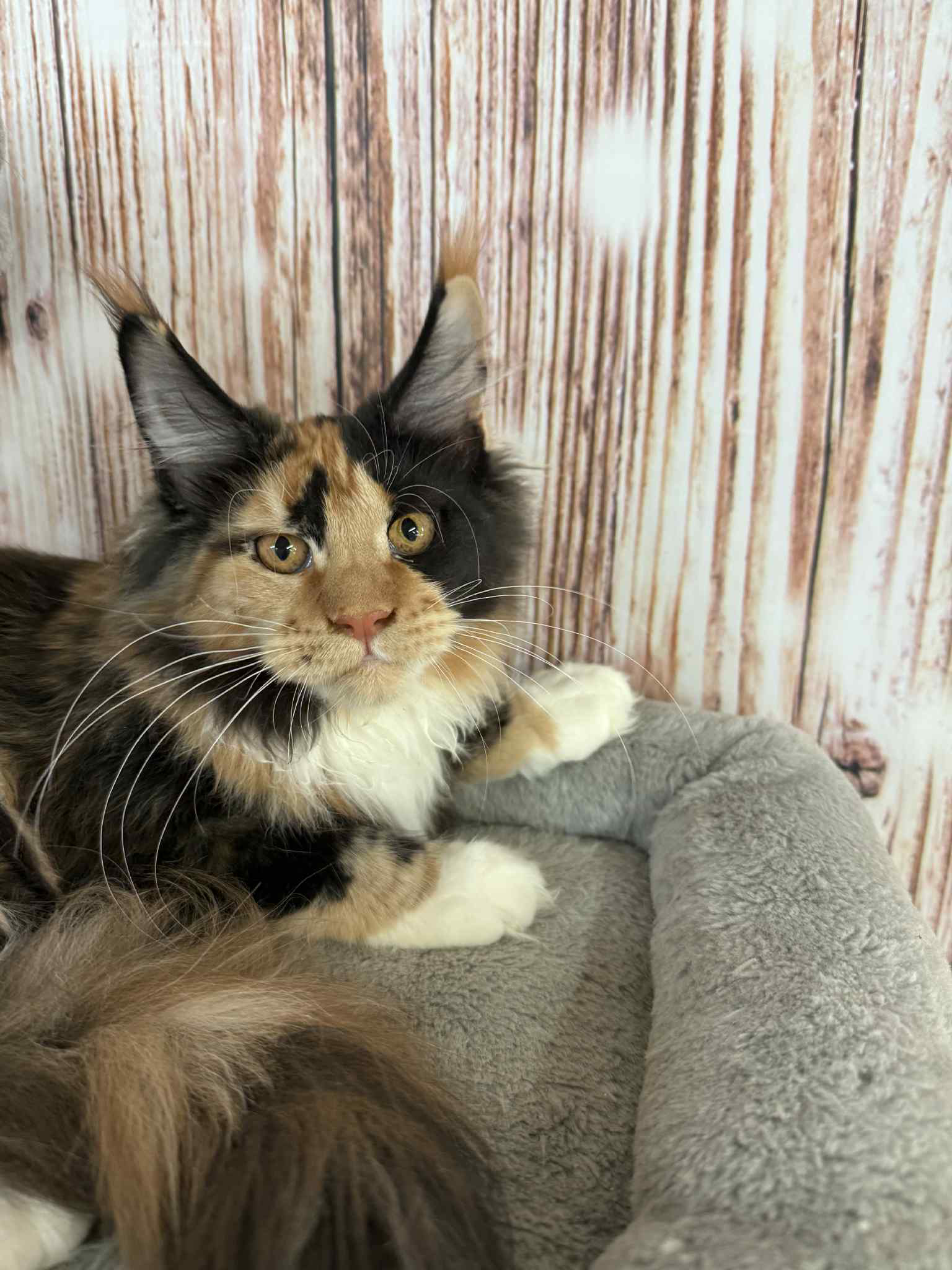 Soledad-Female - Image 4