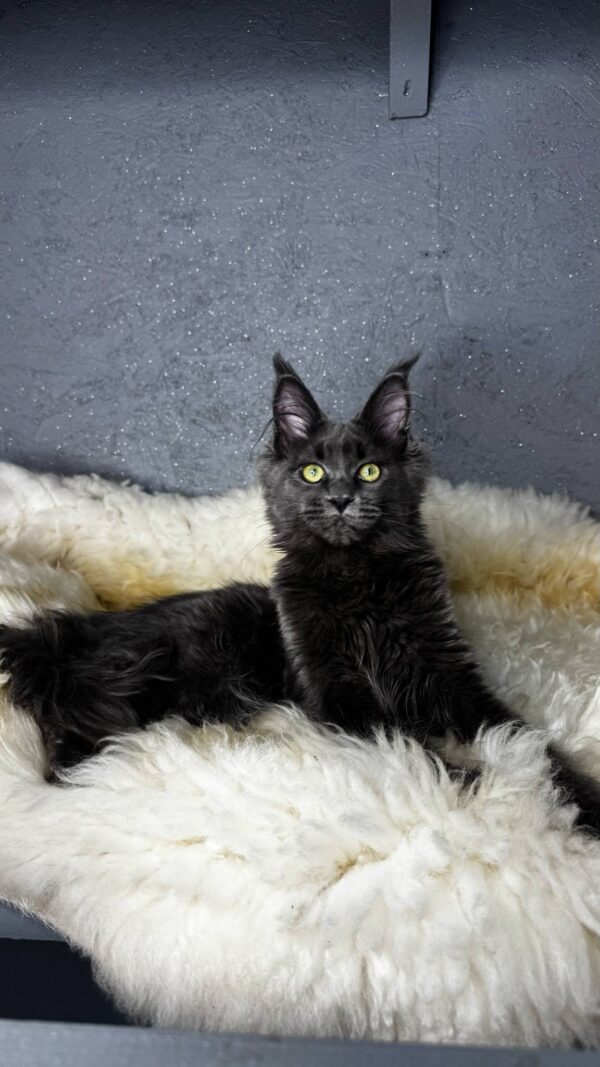 Flaxy-Female - Image 4