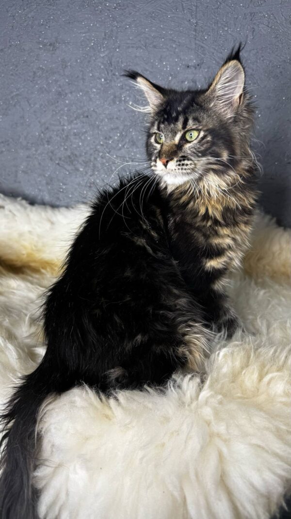 Fretta-Female - Image 2