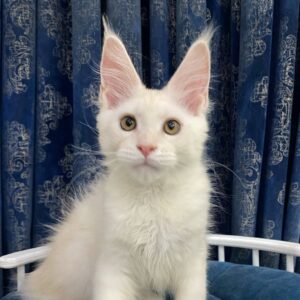 Hadley-Male
