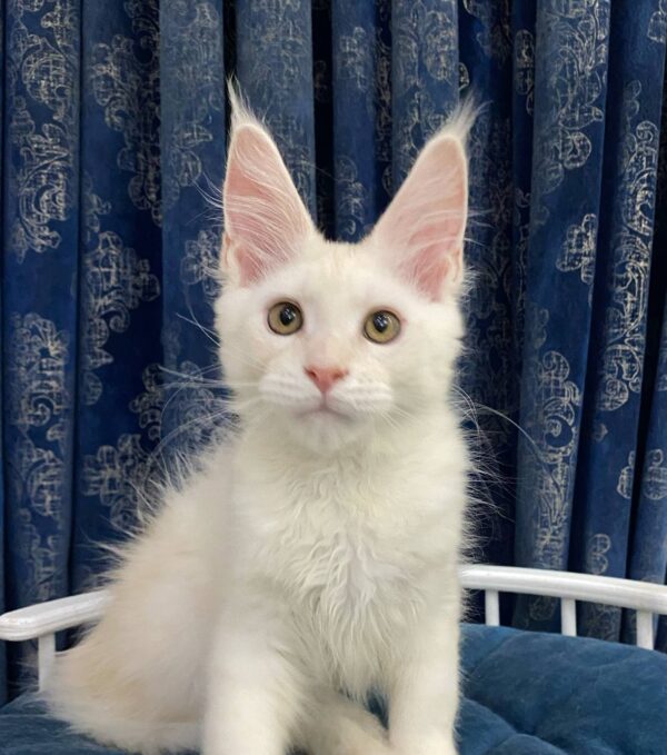 Hadley-Male