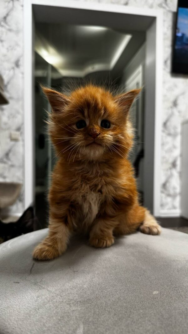 Garfield-Male - Image 4