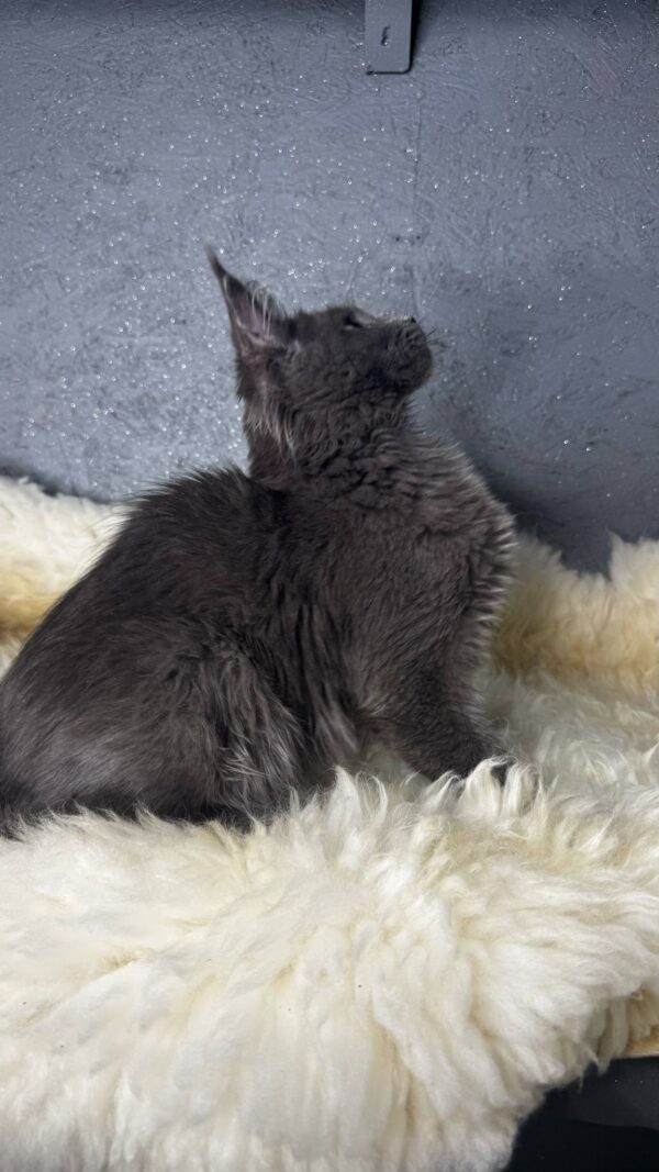 Flaxy-Female - Image 13