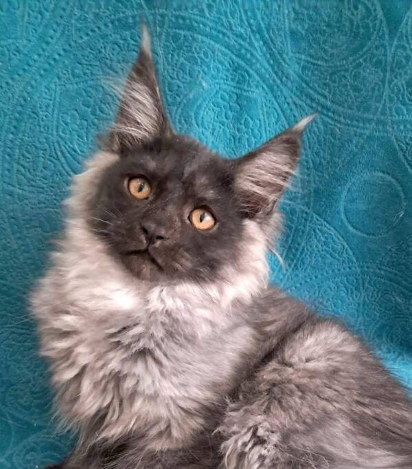 Onix-Male
