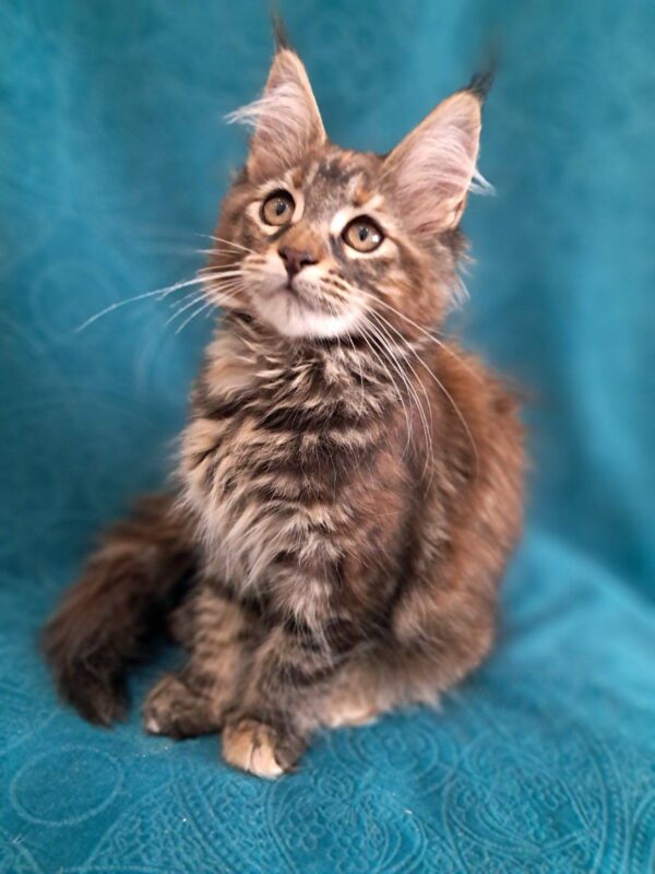 Olsey-Female - Image 2