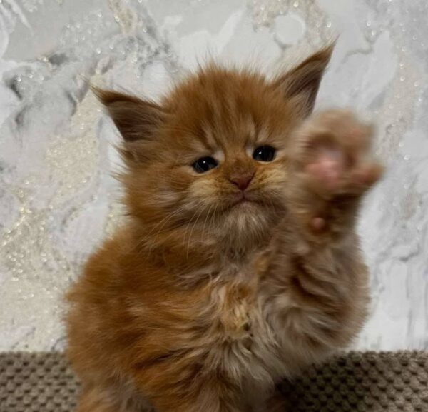 Garfield-Male - Image 10
