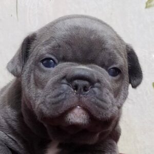 Blonda-Female