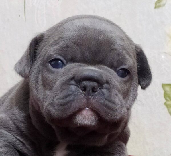 Blonda-Female