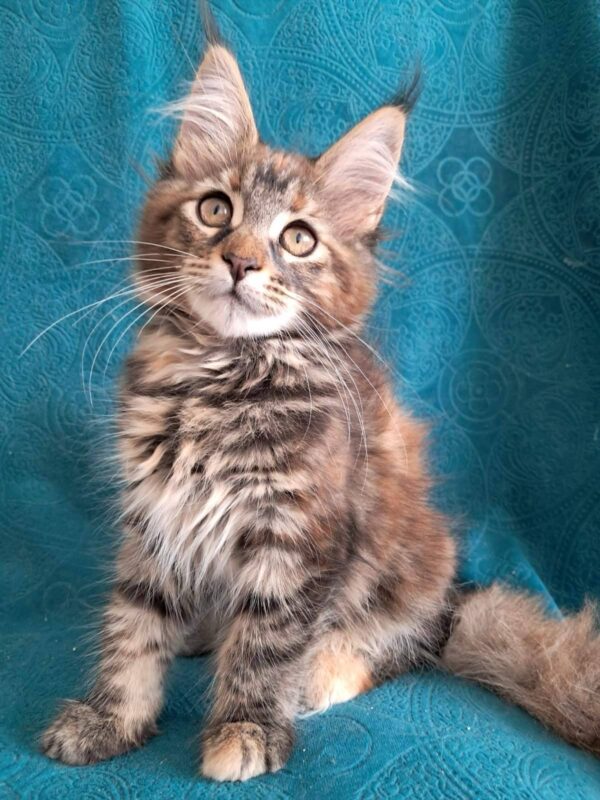 Olsey-Female - Image 3