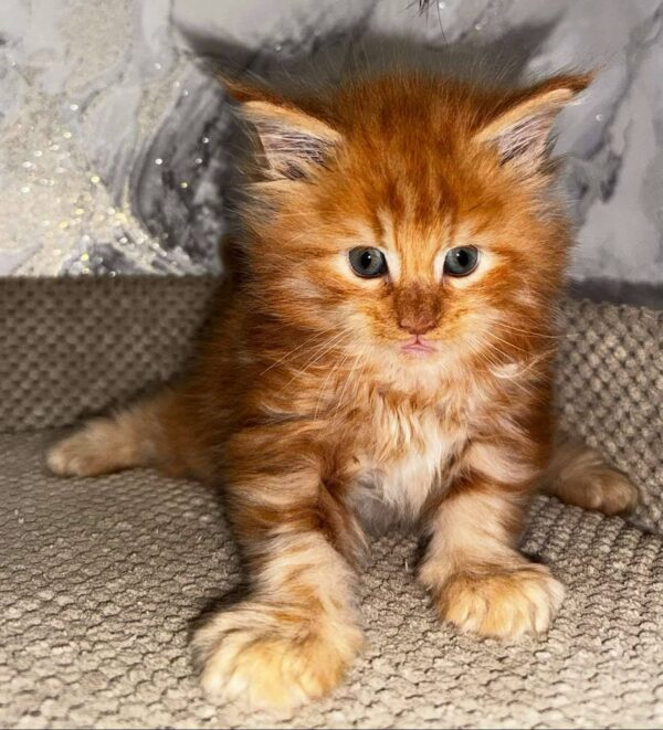 Garfield-Male - Image 9
