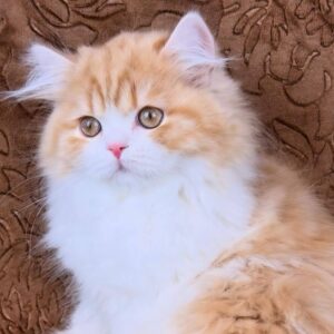 Clyde-Male