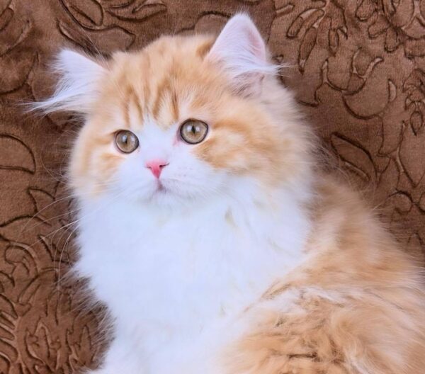 Clyde-Male