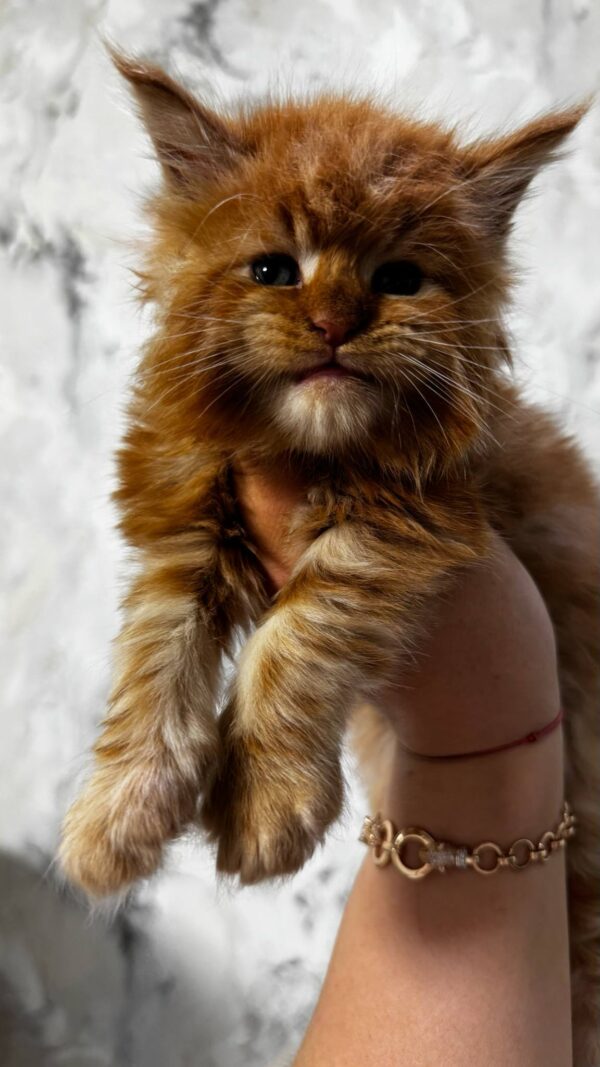 Garfield-Male - Image 15
