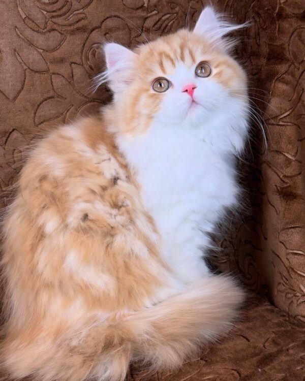 Clyde-Male - Image 5