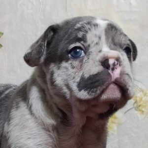 Baron-Male